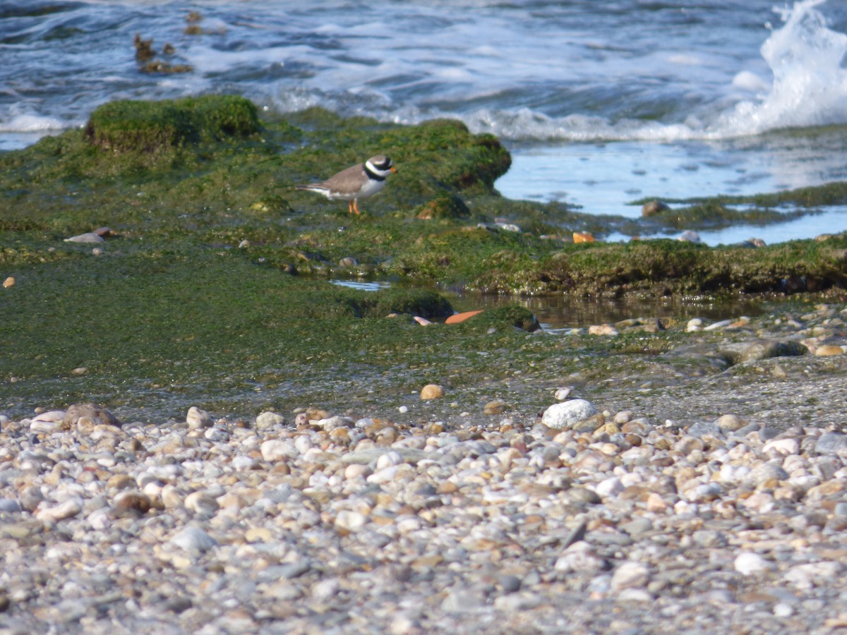 Common Ringed Plover - ML618722520