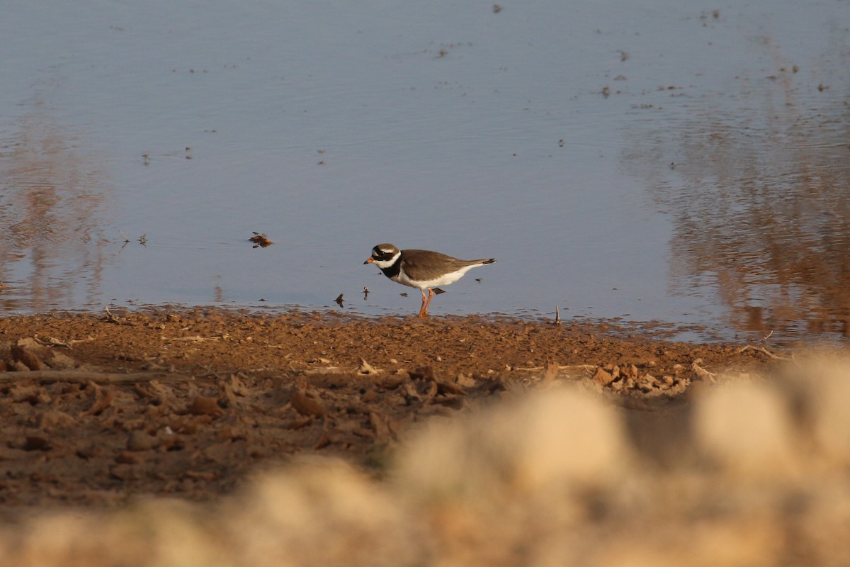 Common Ringed Plover - ML618722525