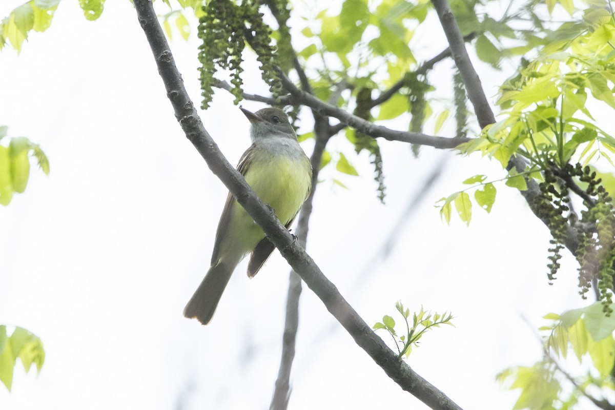 Great Crested Flycatcher - ML618722527