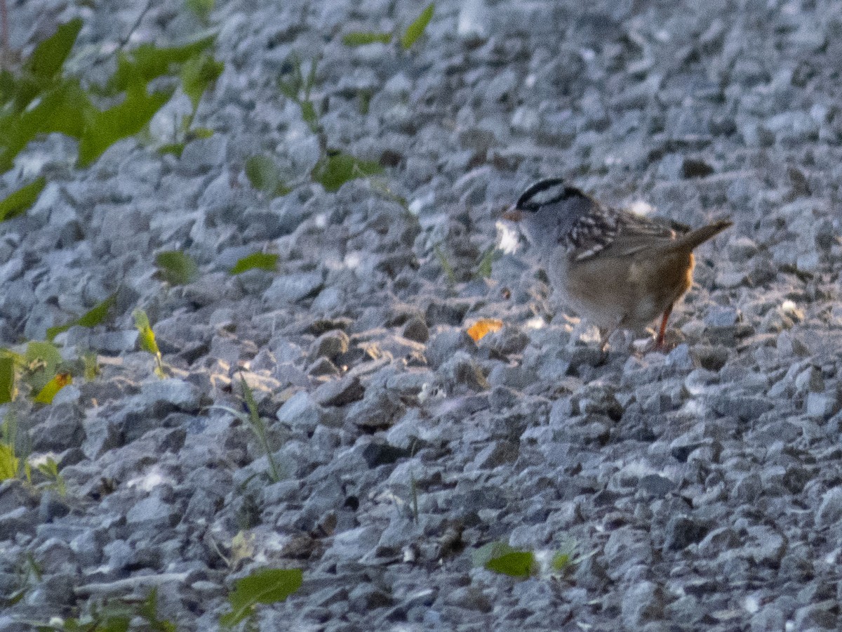 White-crowned Sparrow - ML618722540