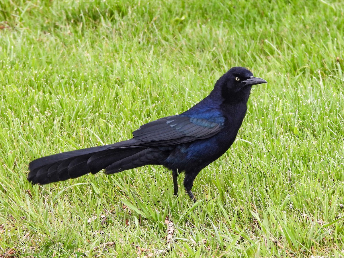Great-tailed Grackle - ML618722566