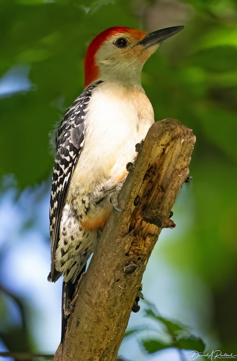 Red-bellied Woodpecker - Dave Rintoul