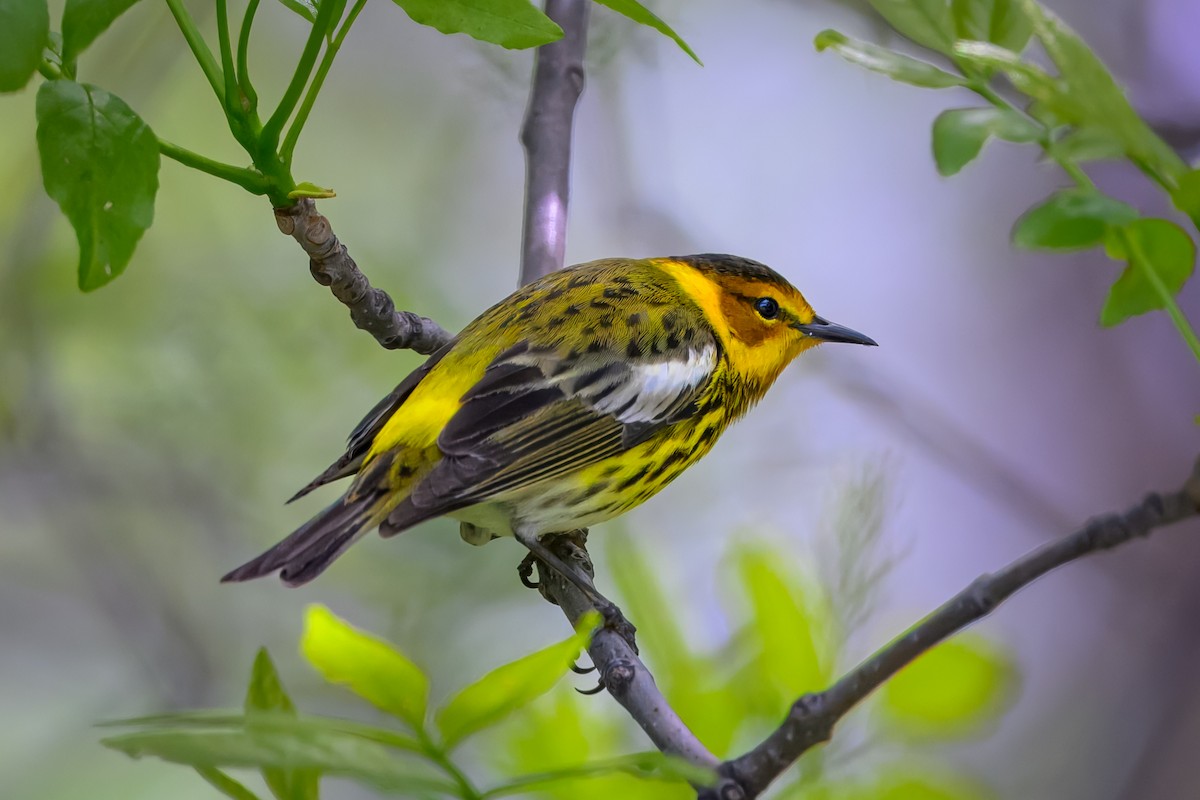 Cape May Warbler - ML618722642
