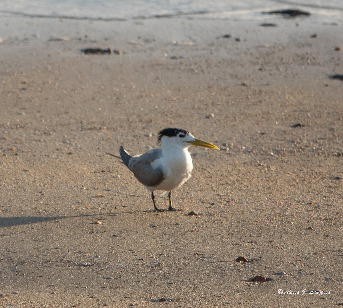 Great Crested Tern - ML618722652