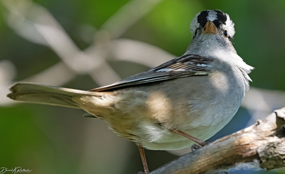 White-crowned Sparrow - ML618722654