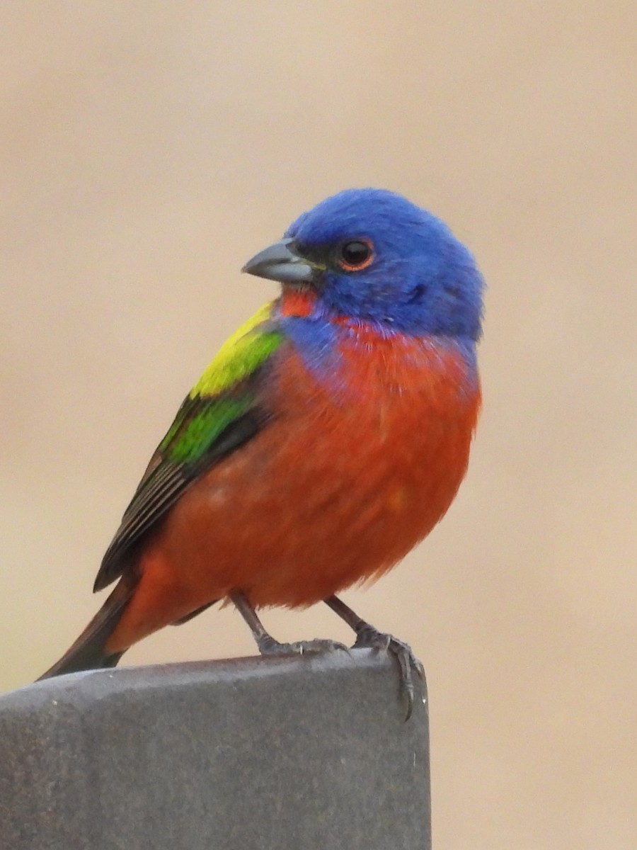 Painted Bunting - Annelia Williams