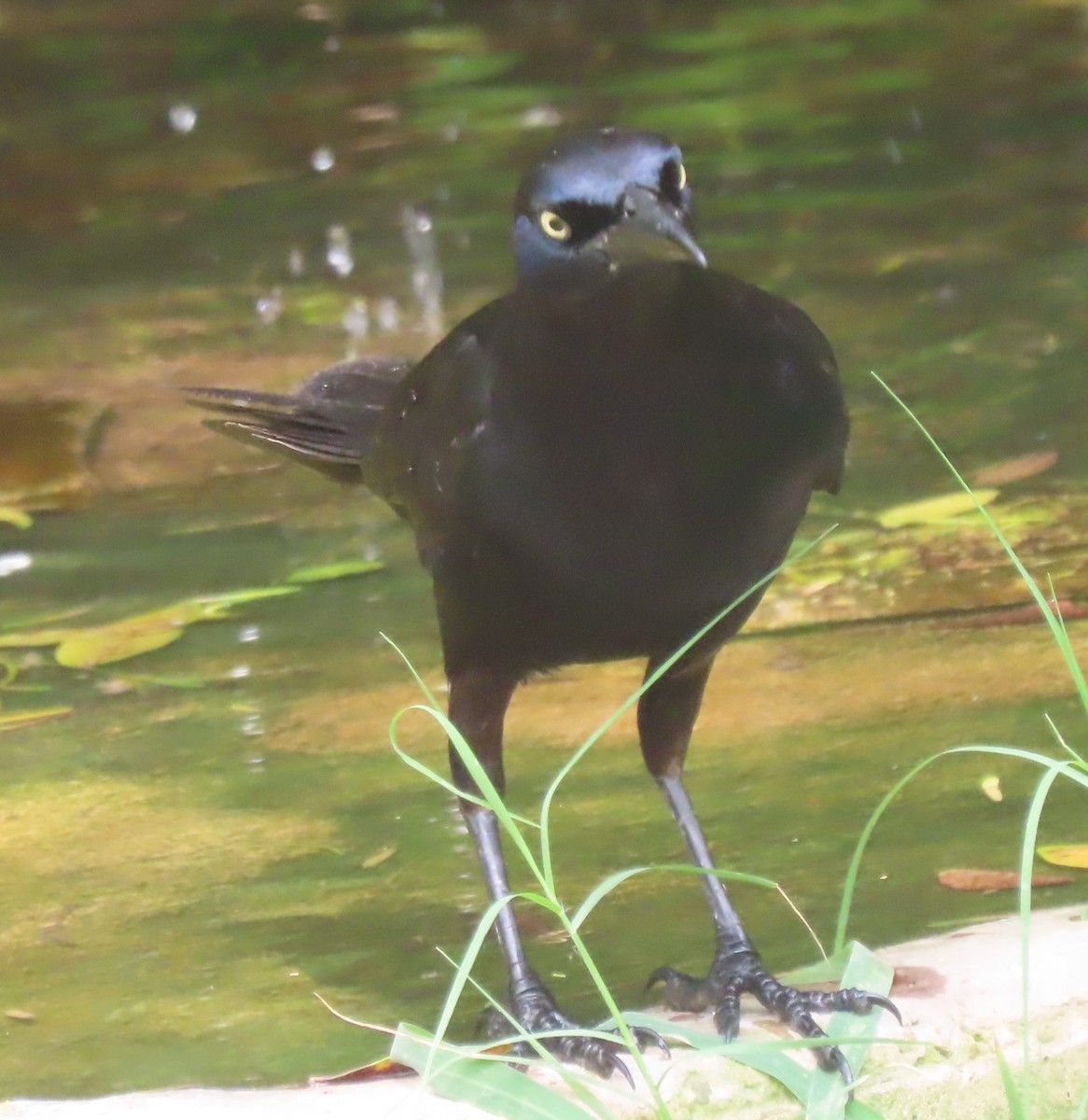 Great-tailed Grackle - ML618722685
