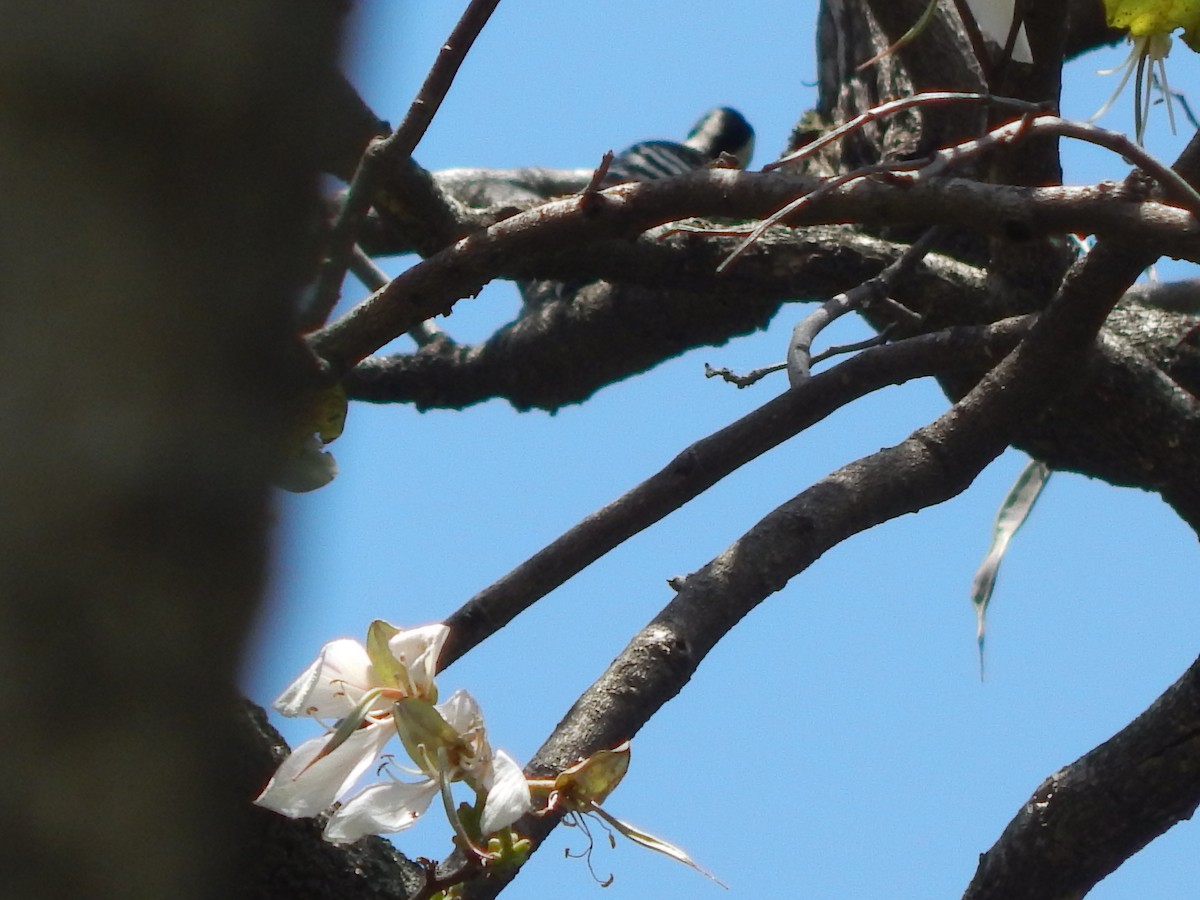 Gray-capped Pygmy Woodpecker - ML618722686