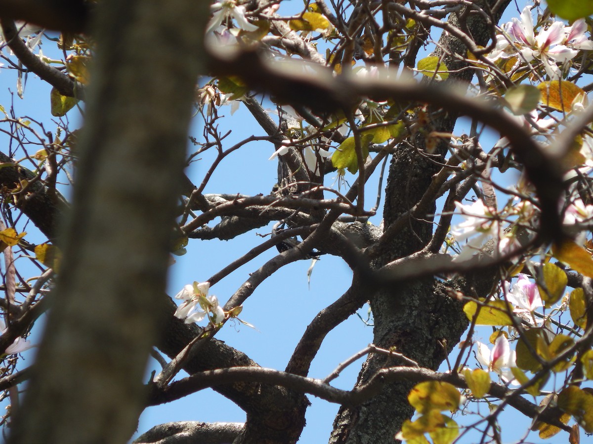 Gray-capped Pygmy Woodpecker - ML618722687