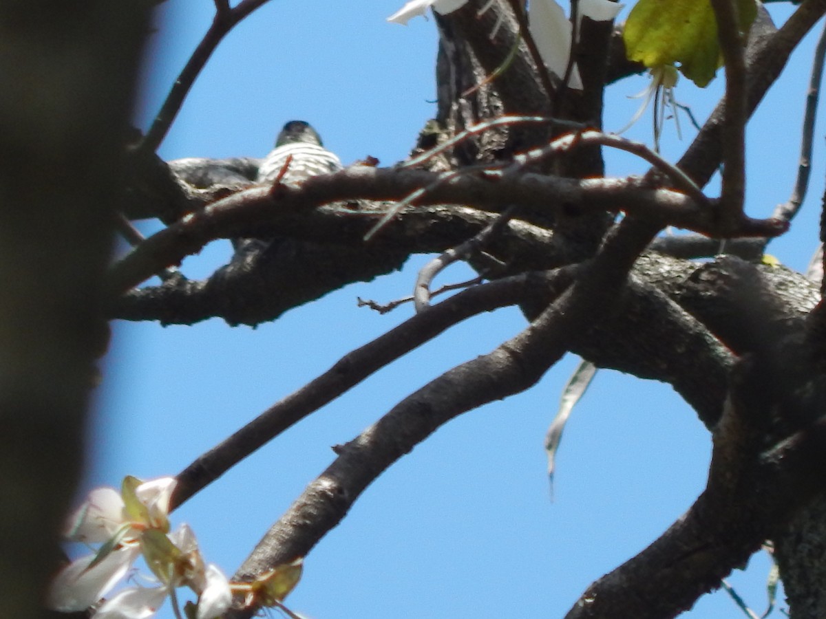 Gray-capped Pygmy Woodpecker - ML618722689