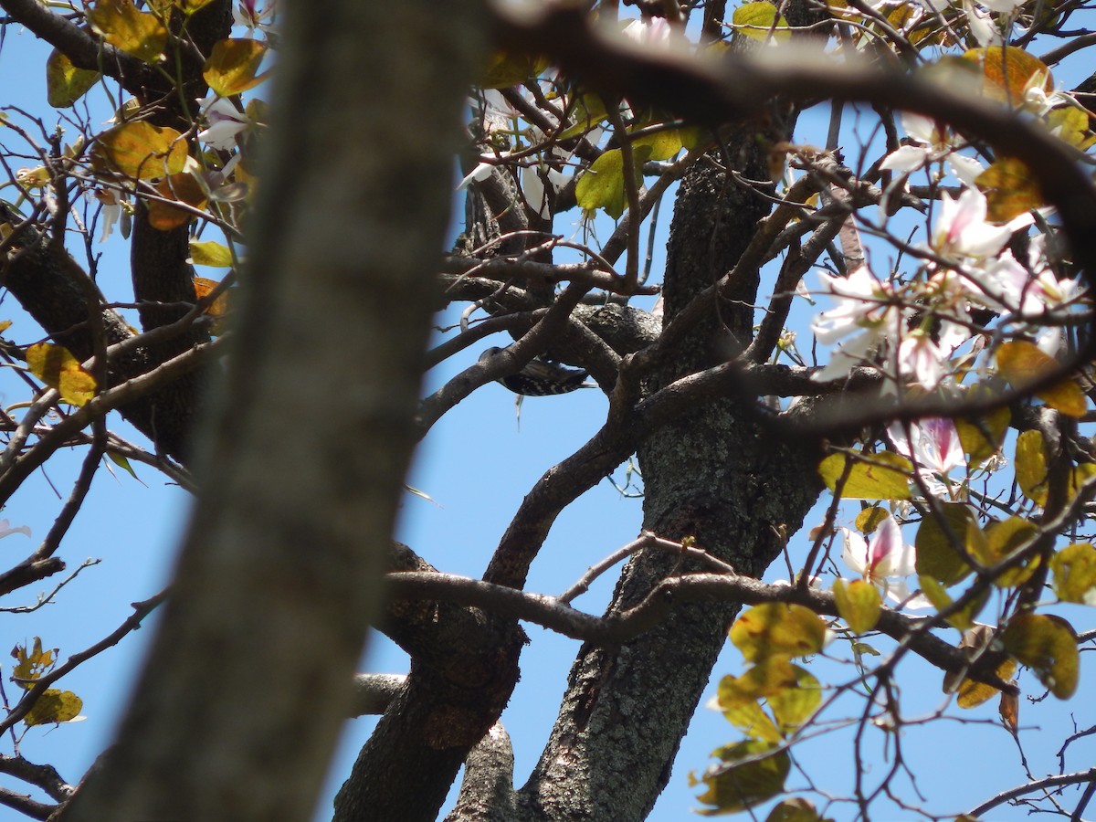 Gray-capped Pygmy Woodpecker - ML618722691