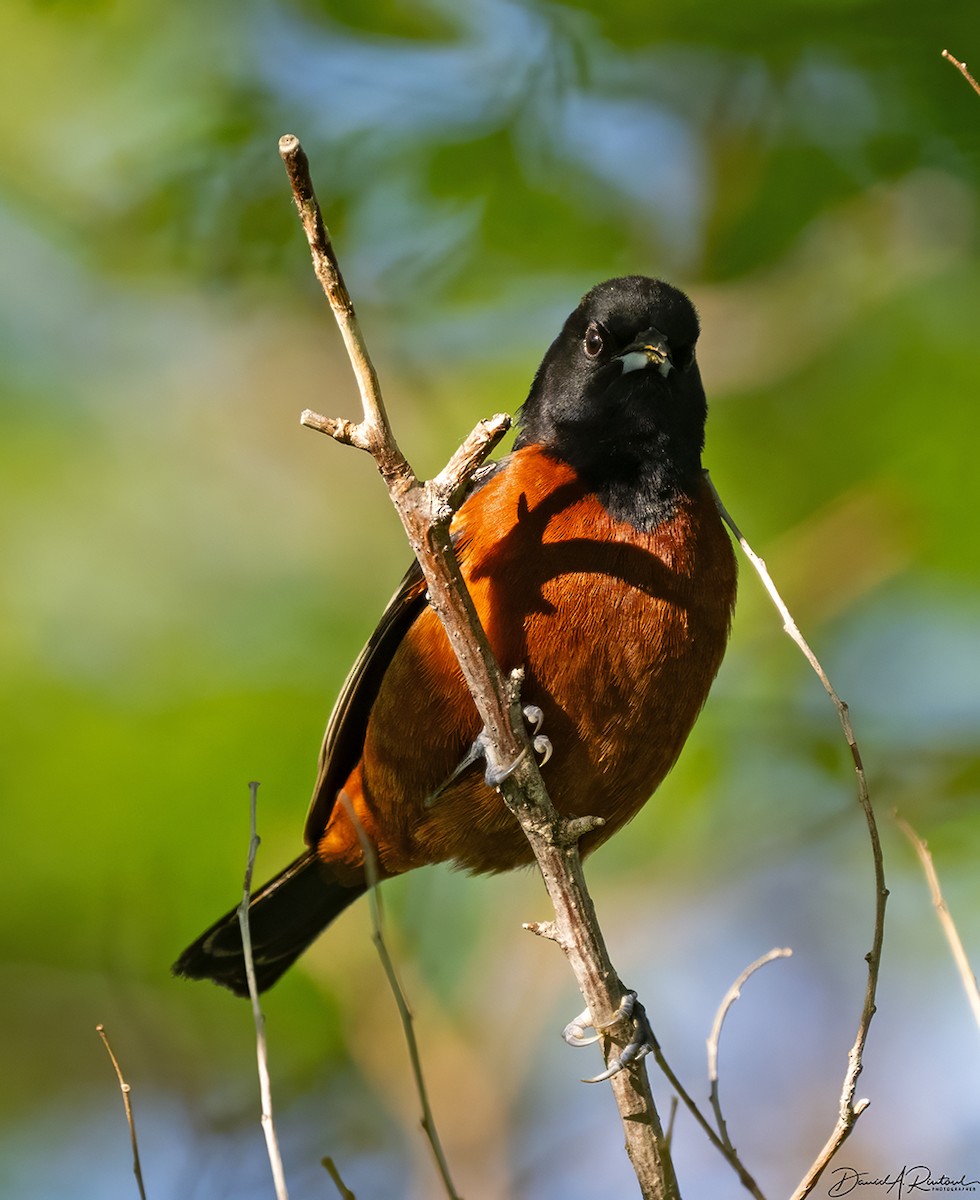 Orchard Oriole - ML618722693
