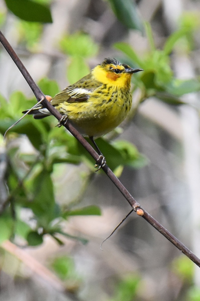 Cape May Warbler - ML618722703