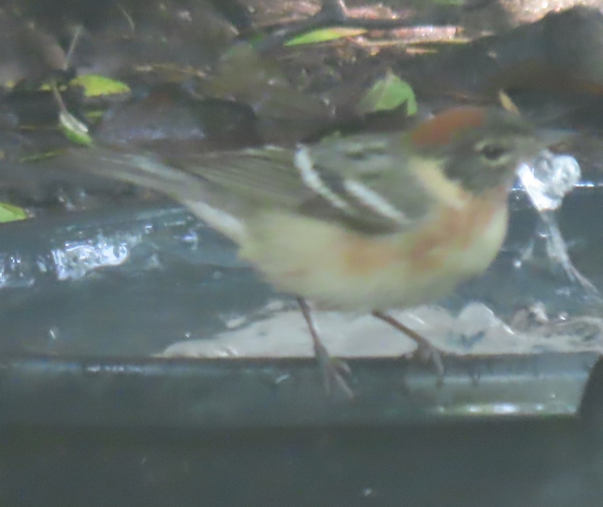 Bay-breasted Warbler - ML618722722
