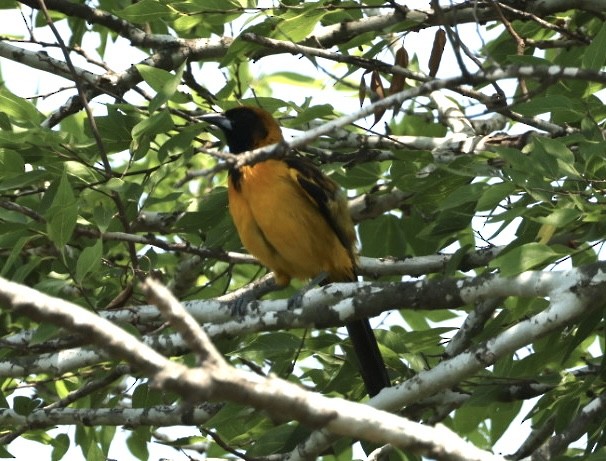 Turpial de Altamira x de Audubon (híbrido) - ML618722725