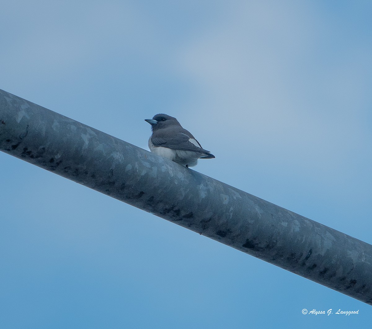 White-breasted Woodswallow - ML618722734