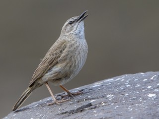  - Yellow-tufted Pipit