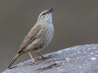 Yellow-tufted Pipit - Anthus crenatus - Birds of the World
