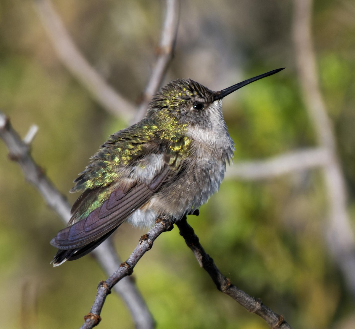 Black-chinned Hummingbird - Leslie Holzmann