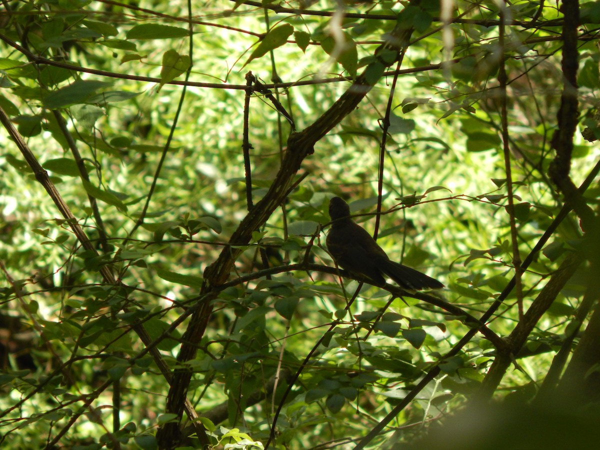 White-throated Fantail - ML618722785