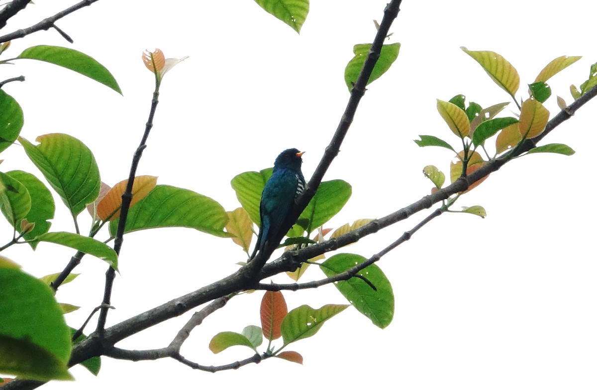Asian Emerald Cuckoo - ML618722807