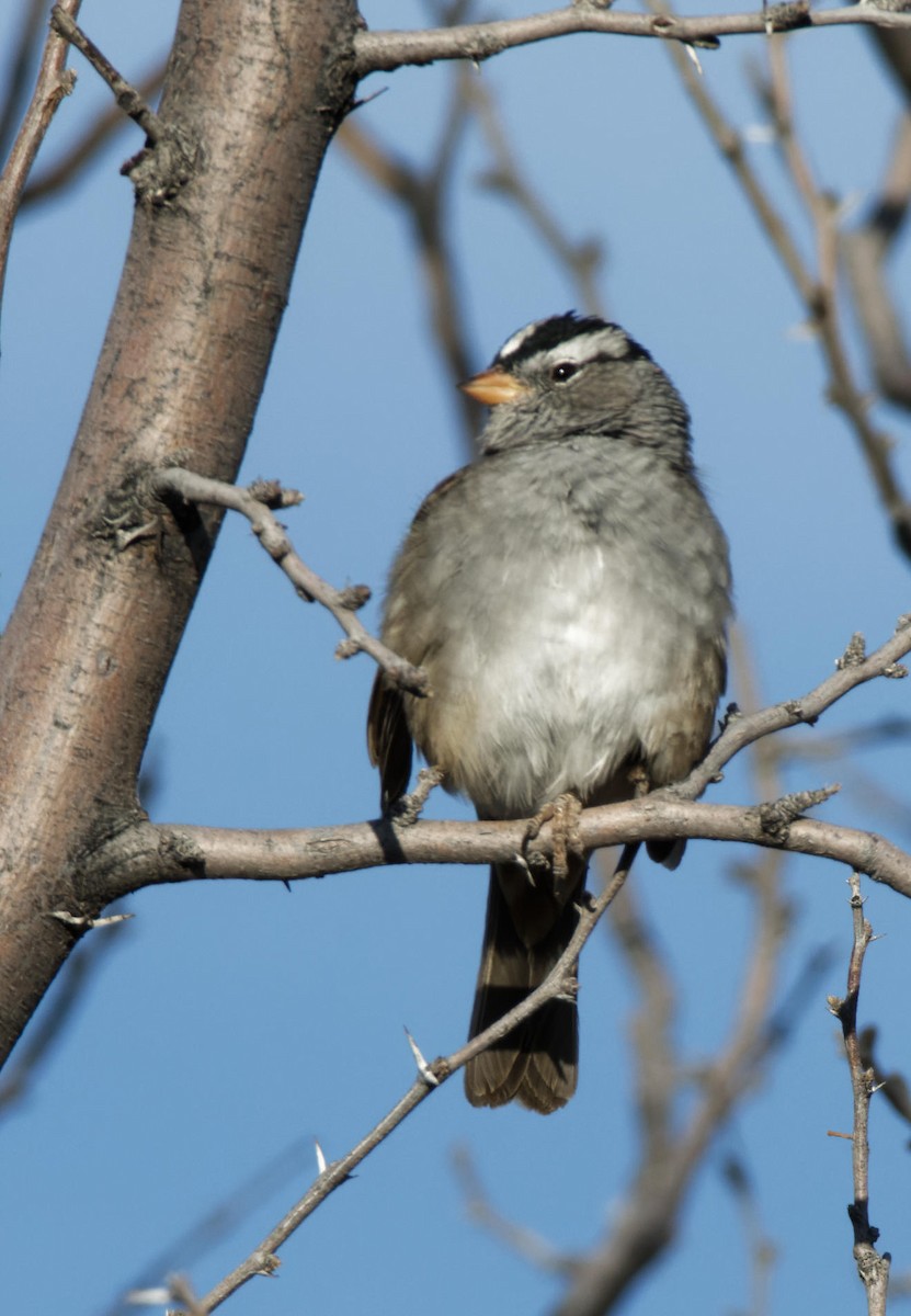 White-crowned Sparrow - ML618722829