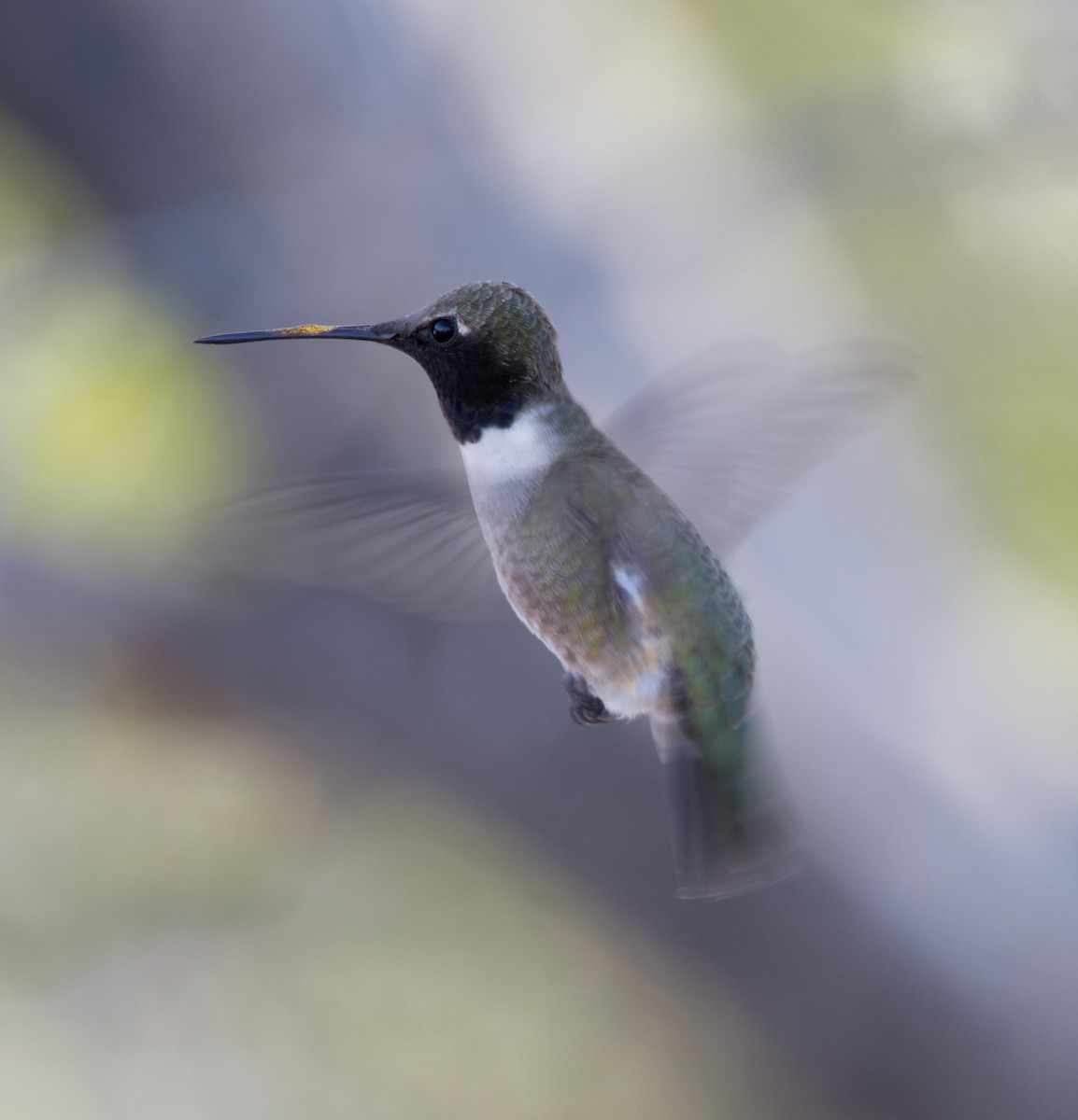 Black-chinned Hummingbird - Leslie Holzmann