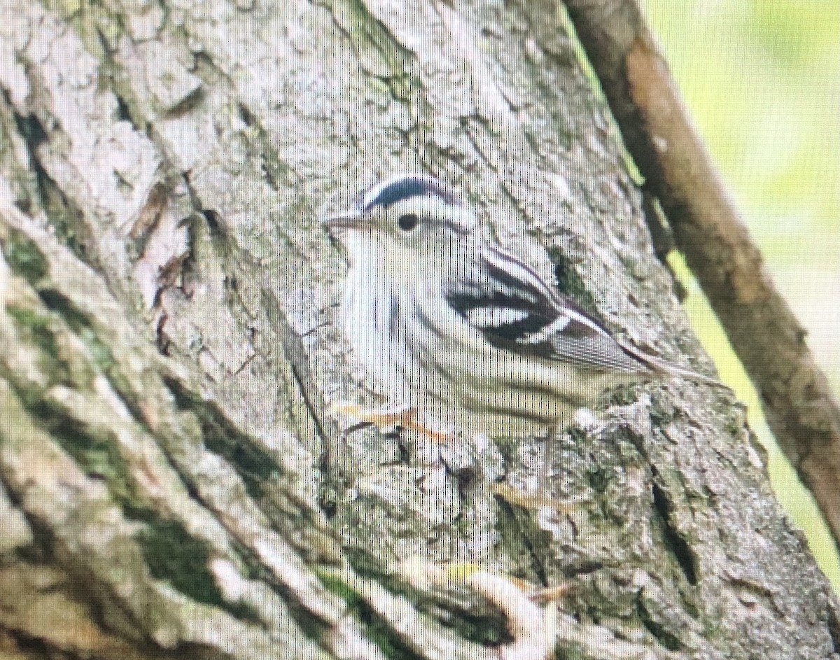 Black-and-white Warbler - Jules S