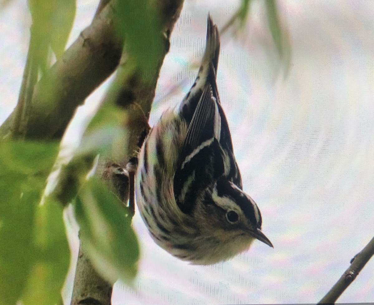 Black-and-white Warbler - ML618722880
