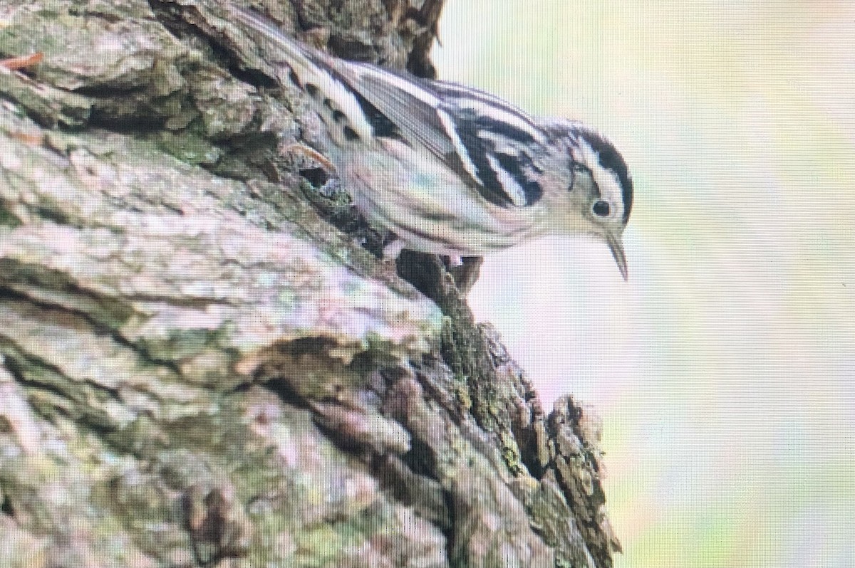Black-and-white Warbler - ML618722881