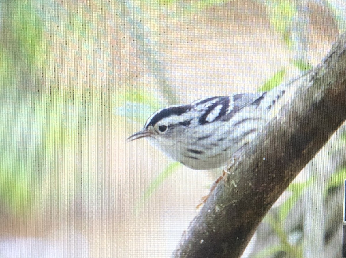 Black-and-white Warbler - ML618722882