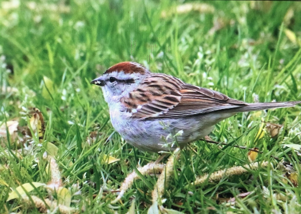 Chipping Sparrow - ML618722888