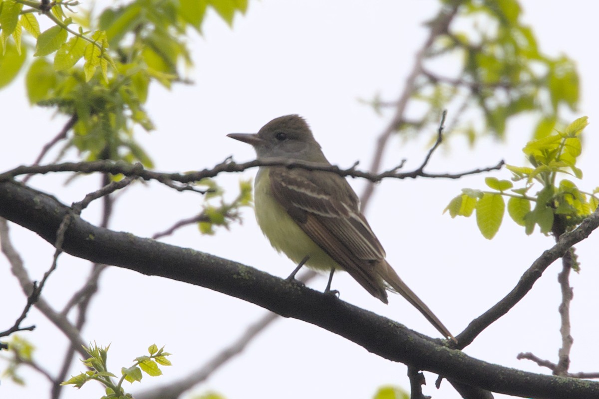 Great Crested Flycatcher - ML618722889