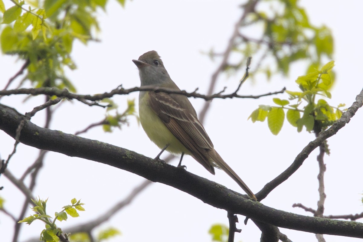 Great Crested Flycatcher - ML618722890