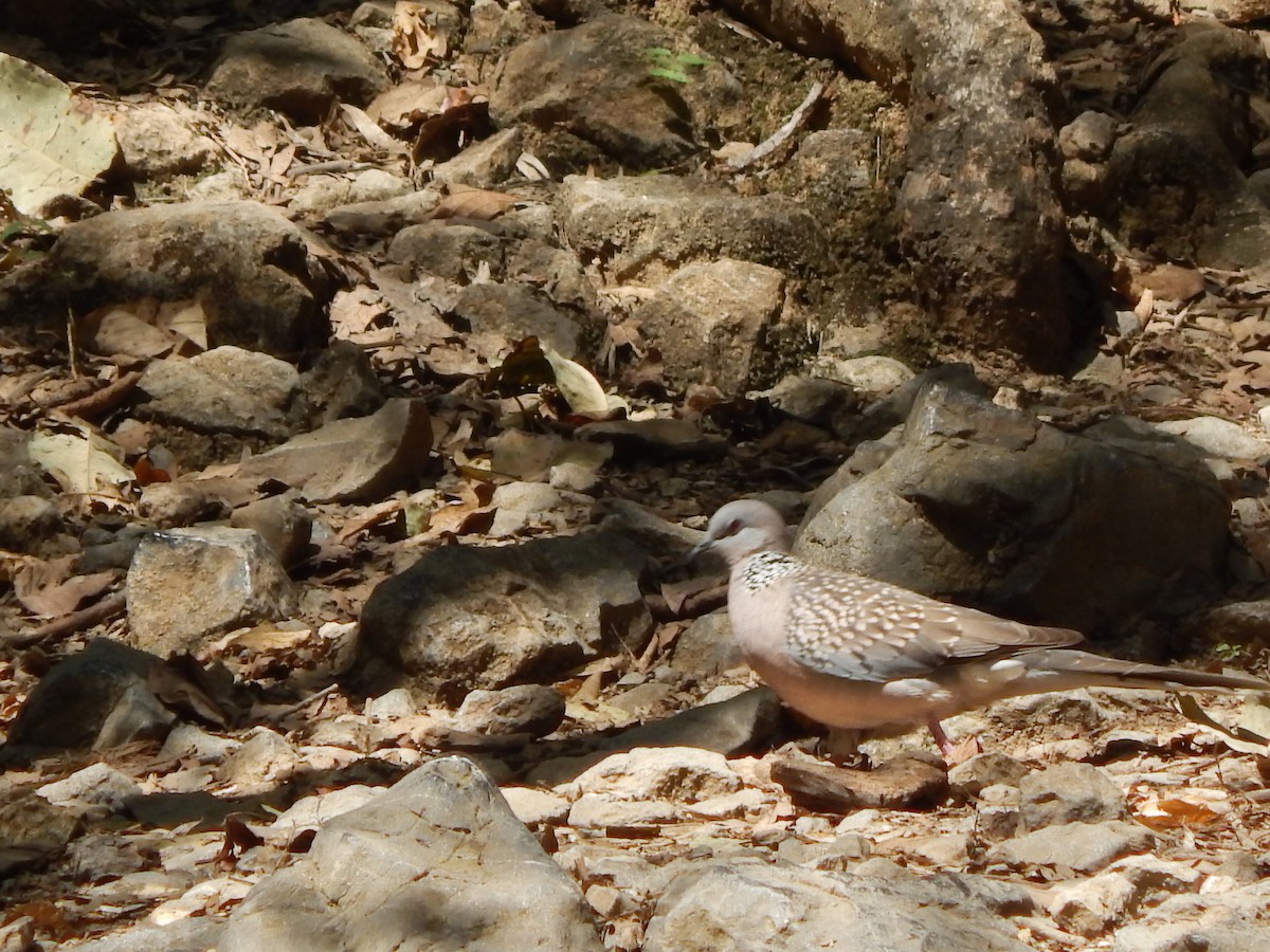 Spotted Dove - ML618722900