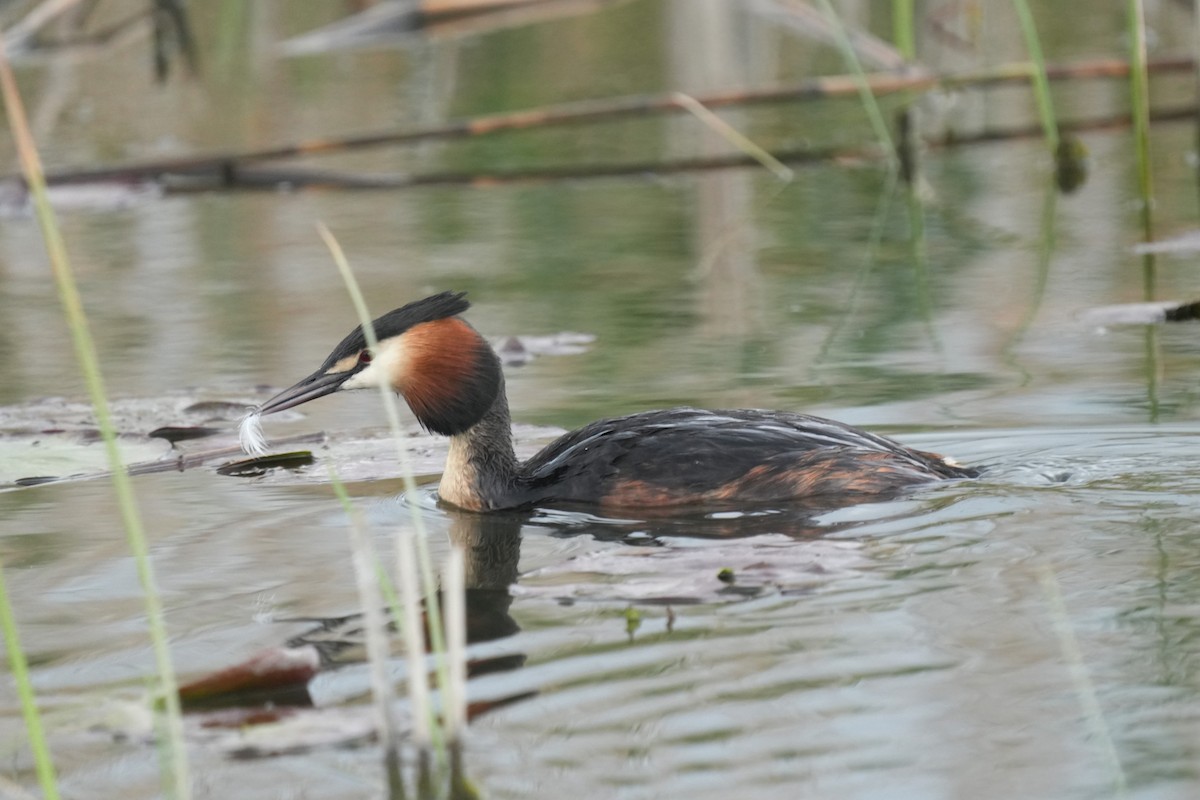 Great Crested Grebe - ML618722903