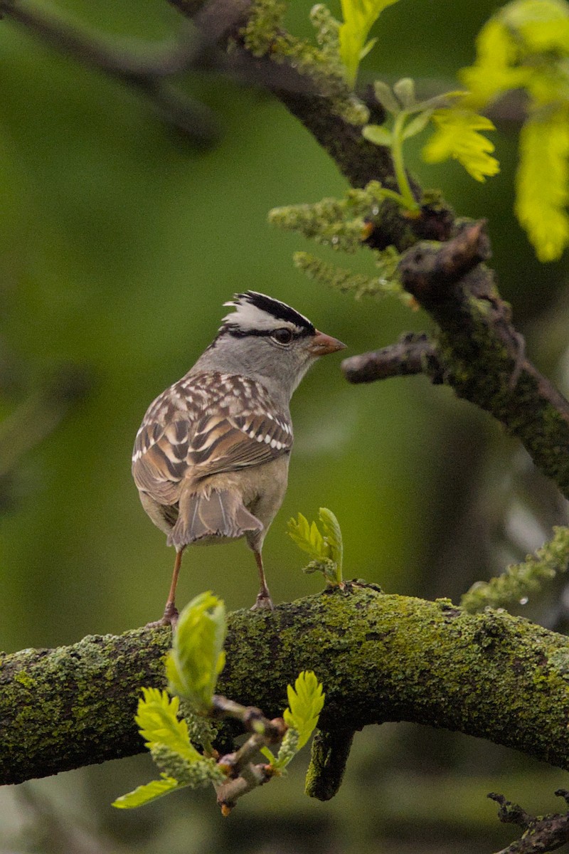White-crowned Sparrow - ML618722904