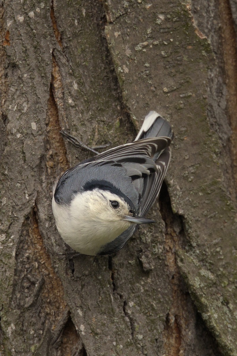 White-breasted Nuthatch - ML618722913
