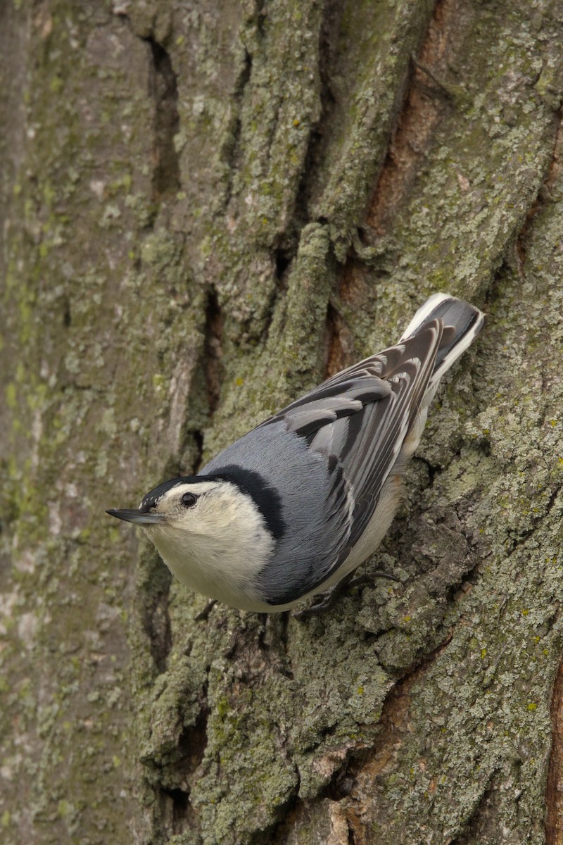 White-breasted Nuthatch - ML618722915