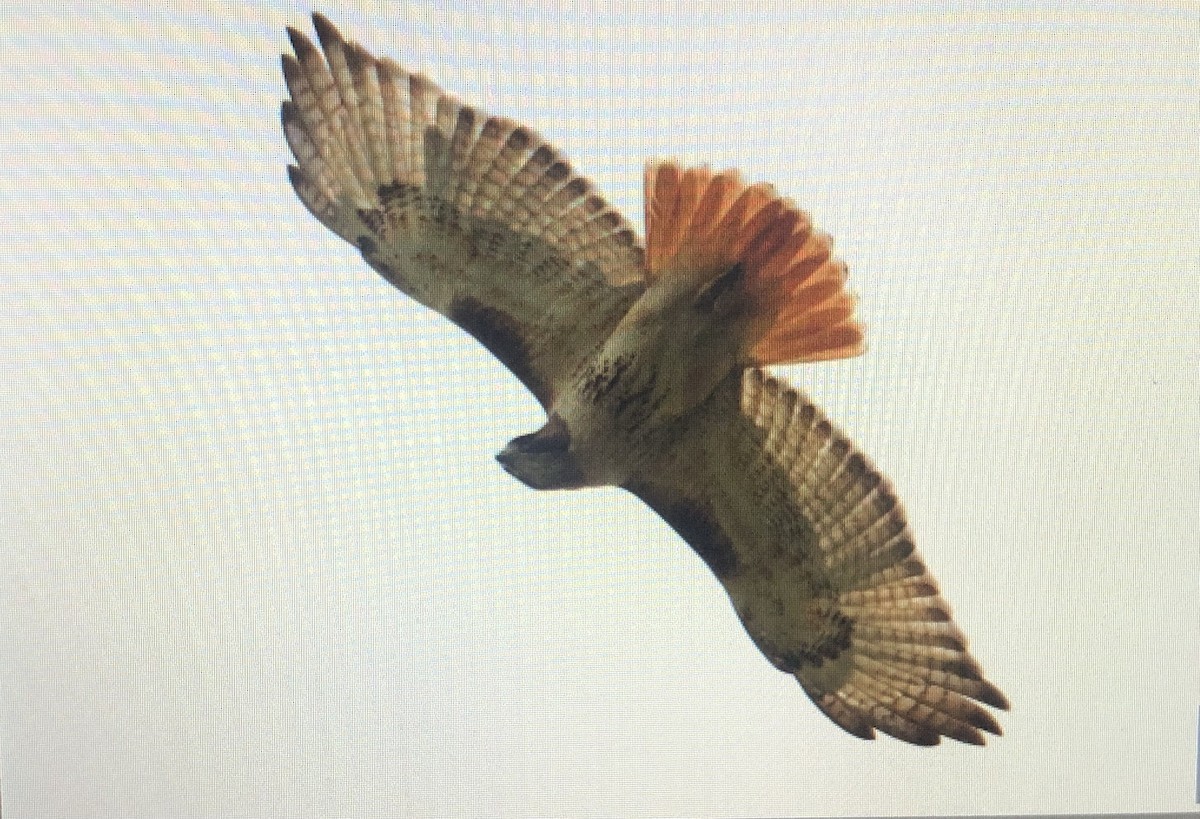 Red-tailed Hawk - ML618722917