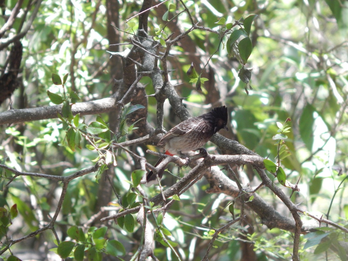 Red-vented Bulbul - ML618722924