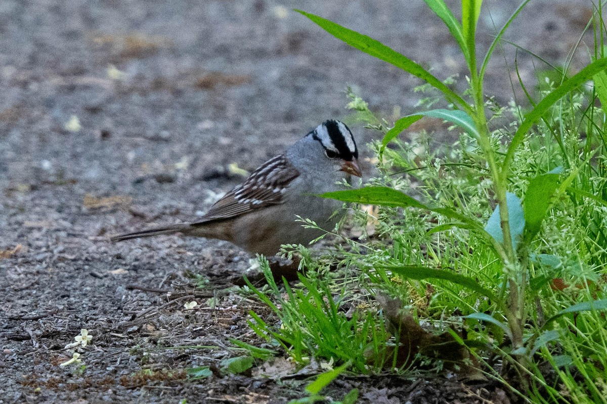 White-crowned Sparrow - ML618722947