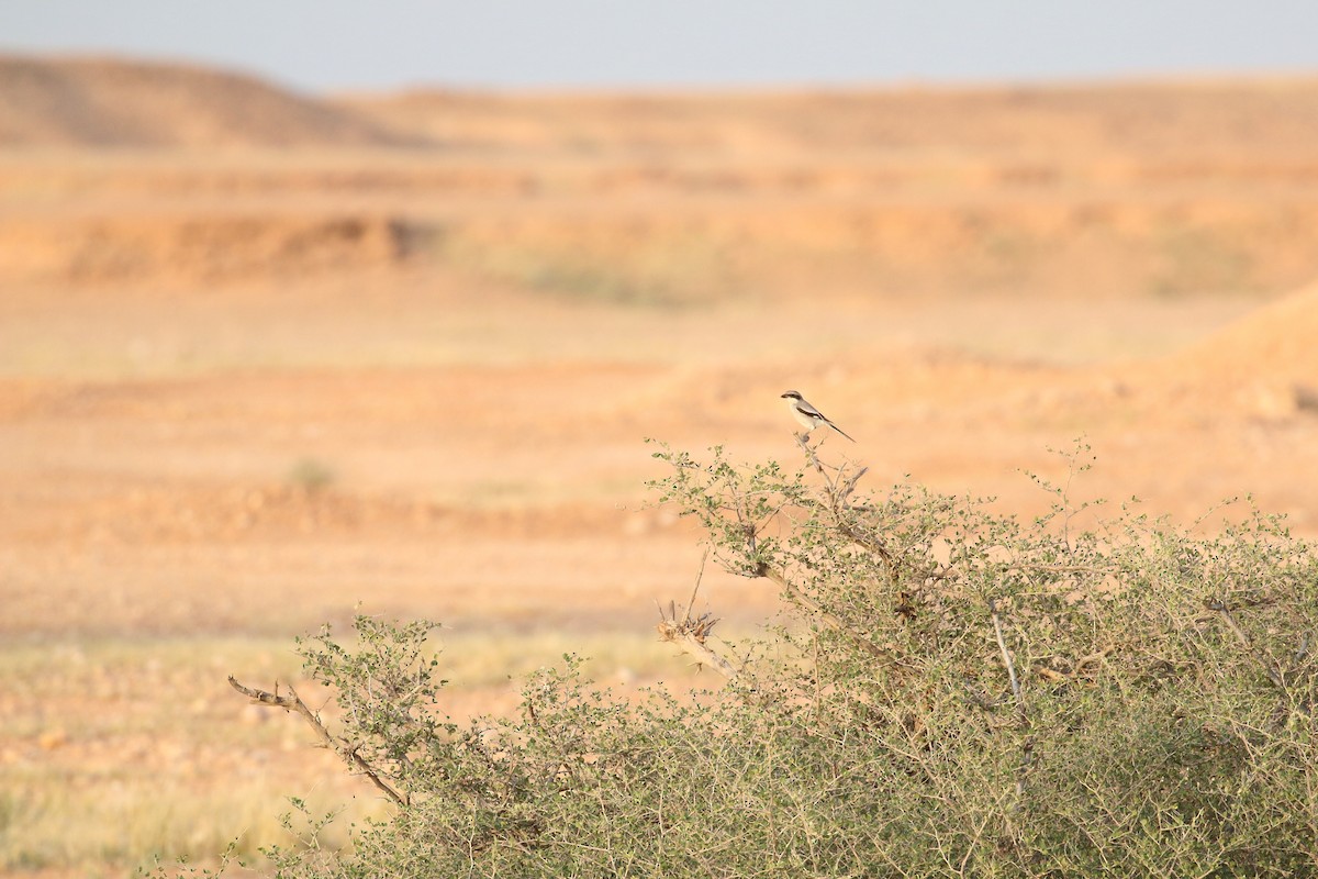 Great Gray Shrike (Arabian) - ML618722970