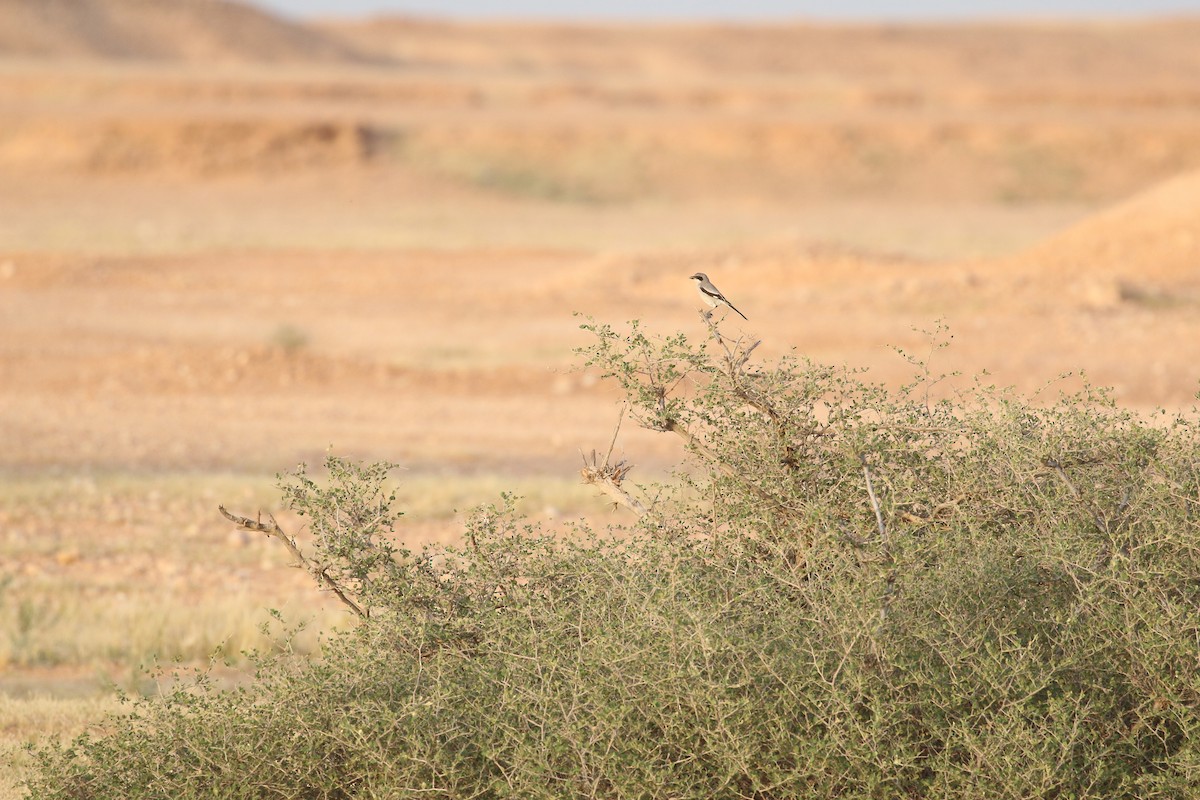 Great Gray Shrike (Arabian) - ML618722972