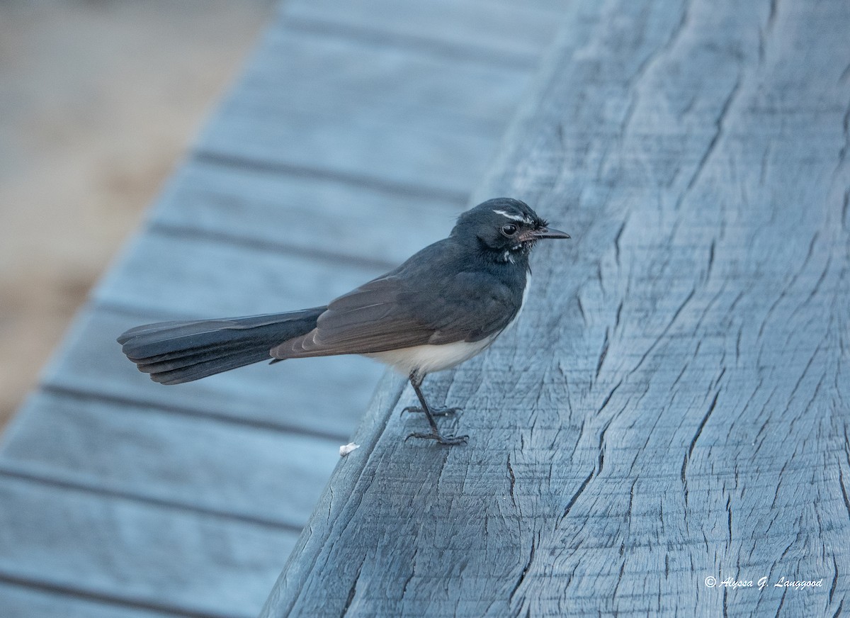 Willie-wagtail - ML618722987