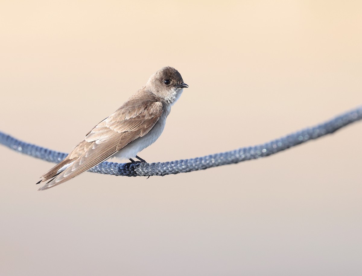 Northern Rough-winged Swallow - ML618723003