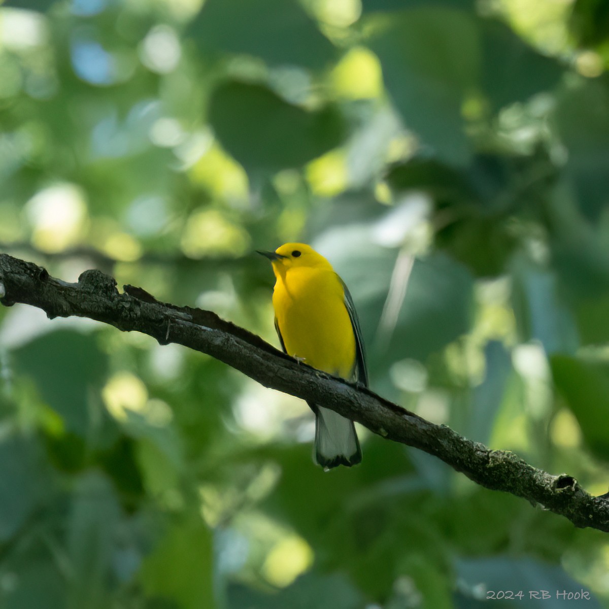 Prothonotary Warbler - ML618723005