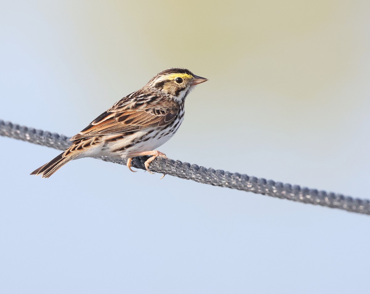 Savannah Sparrow - ML618723012