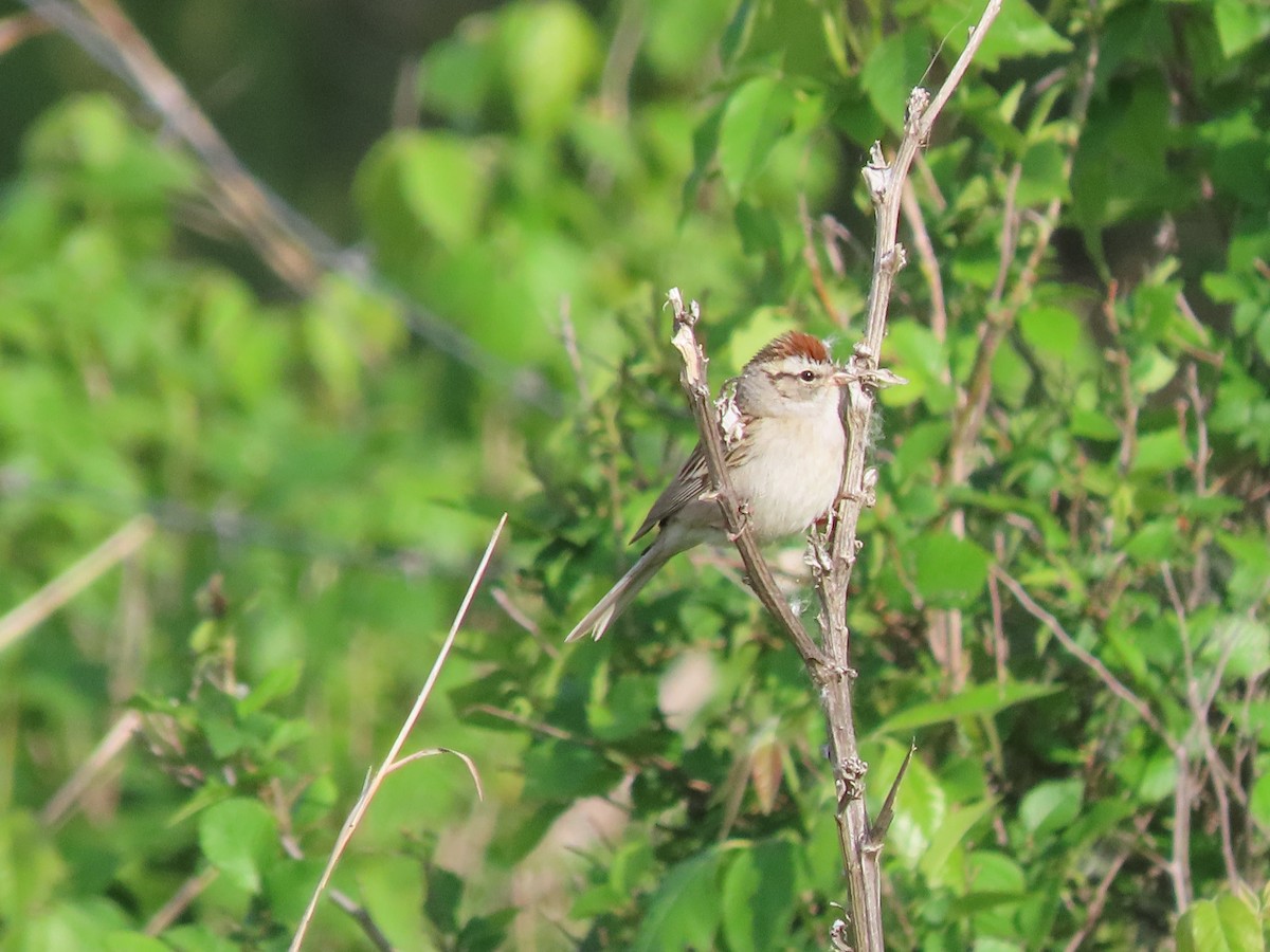 Chipping Sparrow - ML618723017