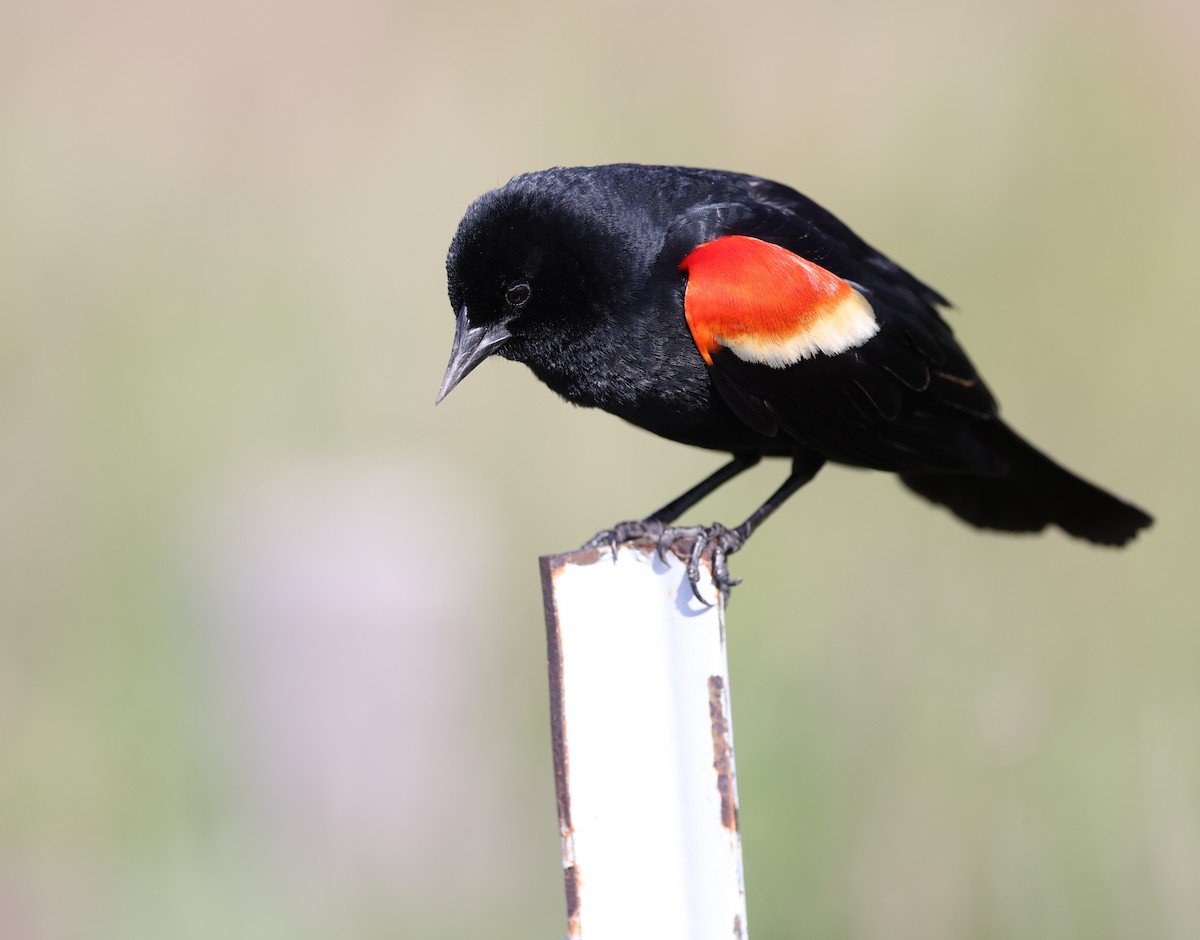 Red-winged Blackbird - ML618723019